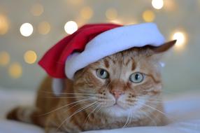 red cat in a santa hat