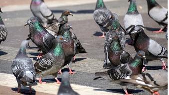 flock of pigeons in the main city square