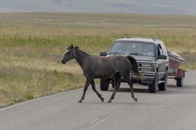 Horse crossing road in front of car