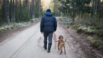 Back view of the man, walking with the brown dog on the road, among the green trees of the beautiful forest