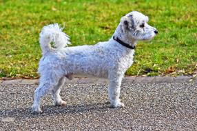 Beautiful and cute, white fluffy dog on the road, near the green grass