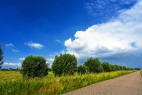 Beautiful road, among the colorful pollards and fields, at blue sky with white clouds on background, in Netherlands