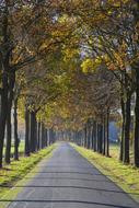 incredible Avenue Trees