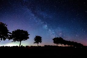 black trees on a background of the starry sky