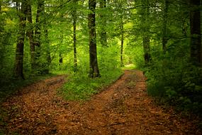 Beautiful and colorful path among the green trees in the forest on landscape