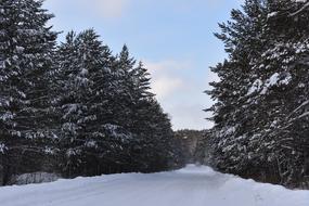 road through Winter Snow Forest