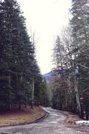 mountain forest road in canada
