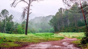 Landscape of Path Trail