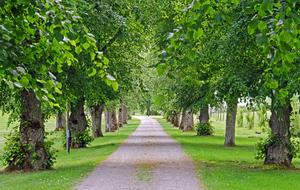 Beautiful landscape of the Old Linden Alley, among the green trees, near the Gripsholm in Sweden