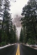 Foggy Forest road