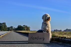 dog is hitchhiking
