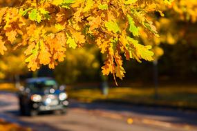 Shiny car, driving on the beautiful road, among the colorful oak trees in autumn