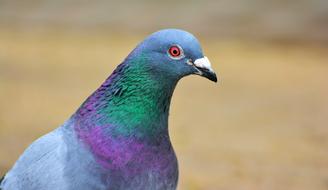 Dove Bird blue