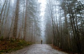 the traveler walks along the road in the foggy forest