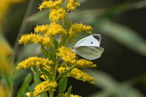 Close-up of the beautiful, white and black butterfly on the yellow flowers