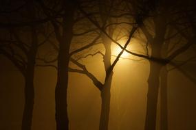 trees under the light of a street lamp in the fog