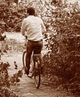 Retro photo of the man, cycling on the bicycle, on the path, among the beautiful plants