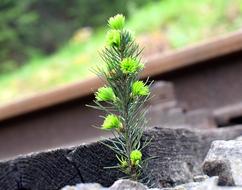 spruce on rails close-up on blurred background