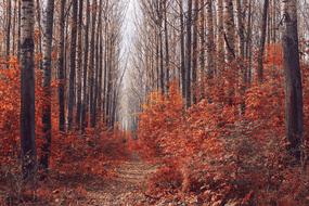 brown autumn in the forest