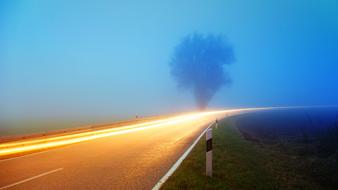 fire road and tree
