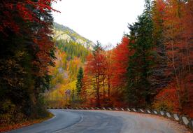Forest Road Autumn