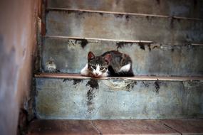 Kitten on Stairs