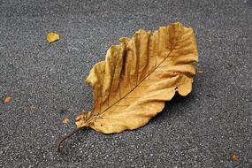brown autumn leaf on the pavement