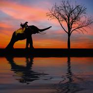 Silhouette Elephant and Kids