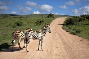 wild Zebra in South Africa