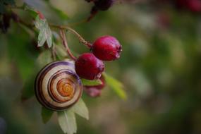 Snail Mollusk and berry