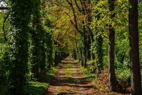green road to the cemetery