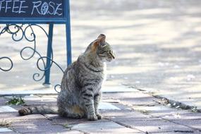 cat sits on a paved road