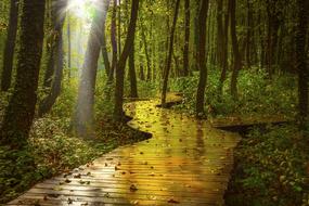 wooden path through the forest in autumn