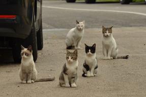 five homeless cats waiting on road
