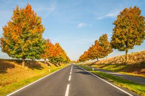 asphalt road along the trees in autumn