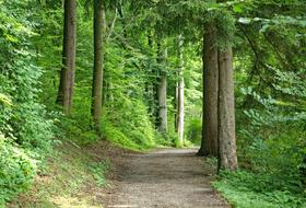 forest path along green trees