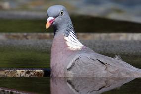 portrait of Dove Head Bird