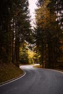 empty winding asphalt road through tall dark spruce forest