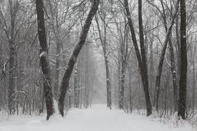 Beautiful landscape of the white, snowy winter road, among the trees in the park in Russia