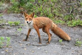 wonderful Fox red