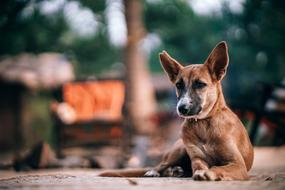 lonely brown dog outdoors