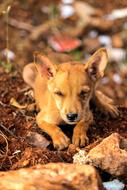Cute, beautiful and colorful puppy, near the rocks, outdoors