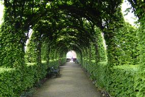 arched green hedge above the alley