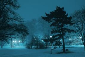 Park Night Winter