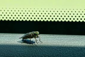 Animal Insect Close Up