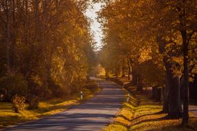 landscape of Autumn Road Trees
