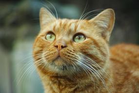 wonderful Cat looking up