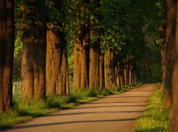 Beautiful old Chestnut trees in rows along path in nature