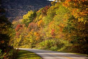 orange Autumn road