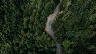 Forest Nature green